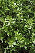 GALIUM APARINE (HEDGEBURS)