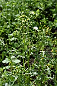 SENECIO VULGARIS (COMMON GROUNDSEL)