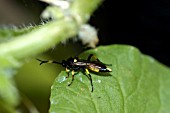 ICHNEUMON FLY ON MELON LEAF