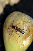 ICHNEUMON FLY ON FIG