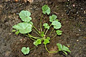 MALVA SYLVESTRIS (COMMON MALLOW)