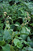 PERSICARIA LAPATHIFOLIUM (PALE PERSICARIA)