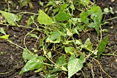 POLYGONUM CONVOLVULUS (BLACK BINDWEED,  WILD BUCKWHEAT)