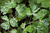 POWDERY MILDEW ON AQUILEGIA LEAVES