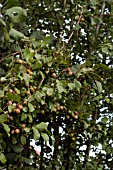 DAMSON PLUMS (PRUNUS DOMESTICA INSITITIA)