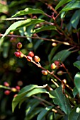 PRUNUS LAUROCERASUS (CHERRY LAUEL)