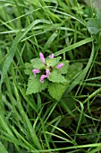 LAMIUM PURPUREUM (RED DEAD NETTLE)