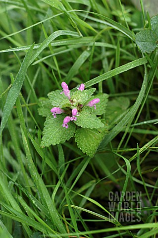 LAMIUM_PURPUREUM_RED_DEAD_NETTLE