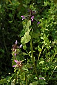 LAMIUM PURPUREUM (RED DEAD NETTLE)