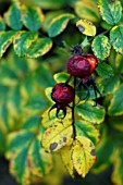 DAMAGED ROSA RUGOSA HIPS