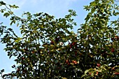 ROSA ARVENSIS HIPS (FIELD ROSE)