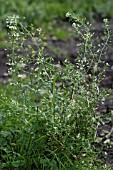 CAPSELLA BURSA PASTORIS (SHEPHERDS PURSE)