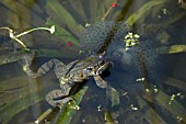 FROG GUARDING TADPOLES