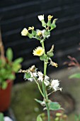 SONCHUS OLERACEUS (COMMON SOW THISTLE)