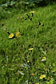 SONCHUS OLERACEUS (COMMON SOW THISTLE)