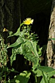 SONCHUS OLERACEUS (COMMON SOW THISTLE)