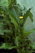 SONCHUS ASPER (PRICKLY SOW THISTLE))