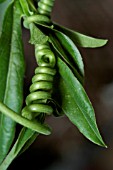 TENDRIL OF PASSIFLORA CAERULEA