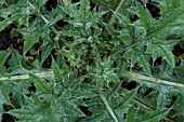 CIRSIUM ACAULON (GROUND THISTLE)