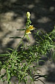 LINARIA VULGARIS (TOADFLAX) WITH HOVERFLY