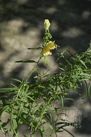 LINARIA_VULGARIS_TOADFLAX_WITH_HOVERFLY
