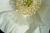 ANEMONE CORONARIA DE CAEN