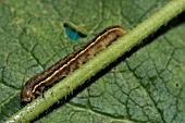 ORACHE MOTH CATREPILLAR (TRACHEA ATRIPLICIS)