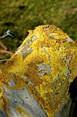 LICHEN