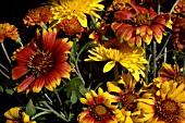 CHRYSANTHEMUM MIXED