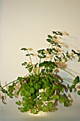 CORIANDER (CORIANDRUM SATIVUM) ORGANIC HERB