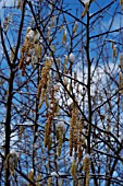 SNOW ON CORYLUS AVELLANA (COMMON HAZEL)