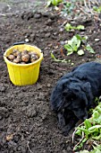 DOG IN POTATO PATCH (POTATOES CARA)