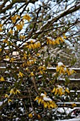 SNOW ON FORSYTHIA IN FLOWER