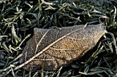 FROST ON APPLE LEAF ON GRASS