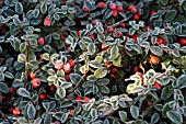 FROST ON COTONEASTER HORIZONTALIS (FISH BONE COTONEASTER)