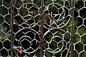 FROST ON WIRE NETTING OVER GARDEN GATE