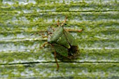 GREEN SHIELDBUG (PALOMENA PRASINA)