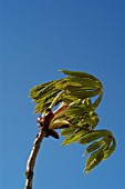 AESCULUS HIPPOCASTANUM (HORSE CHESTNUT)