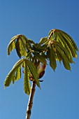 AESCULUS HIPPOCASTANUM (HORSE CHESTNUT)