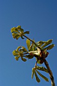 AESCULUS HIPPOCASTANUM (HORSE CHESTNUT)