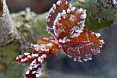 FROST ON ROSE LEAVES