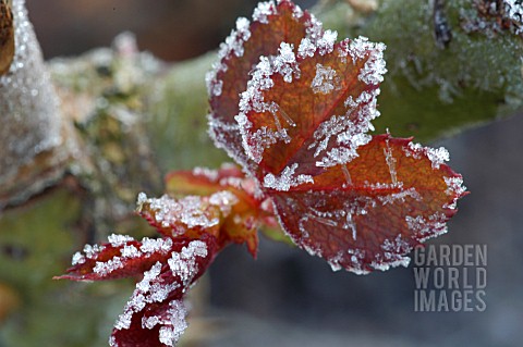FROST_ON_ROSE_LEAVES
