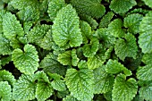 LEMON BALM (MELISSA OFFICINALIS)