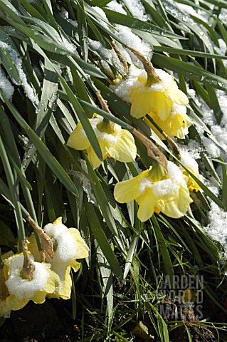 SNOW_ON_NARCISSUS_DAFFODILS