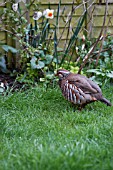 RED LEGGED PARTRIDGE (ALECTORIS RUFA) IN GARDEN