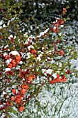 SNOW ON CHAENOMELES SPECIOSA (LAGENARIA) JAPANESE QUINCE