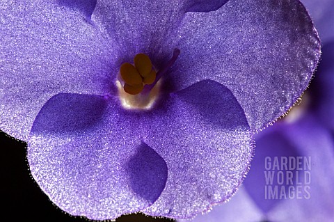 SAINTPAULIA_IONANTHA_AFRICAN_VIOLET