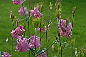 AQUILEGIA VULGARIS GRANNYS BONNET