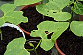 PEA AND BEAN WEEVIL DAMAGE AND SLUG DAMAGE TO FRENCH RUNNER BEAN LEAVES