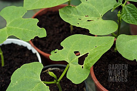 PEA_AND_BEAN_WEEVIL_DAMAGE_AND_SLUG_DAMAGE_TO_FRENCH_RUNNER_BEAN_LEAVES